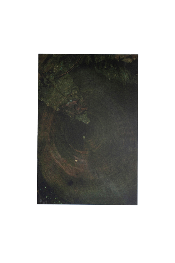 4 Postcards - Tree rings