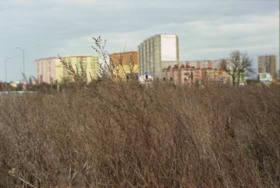 Veld ( 20 x 30 cm print)