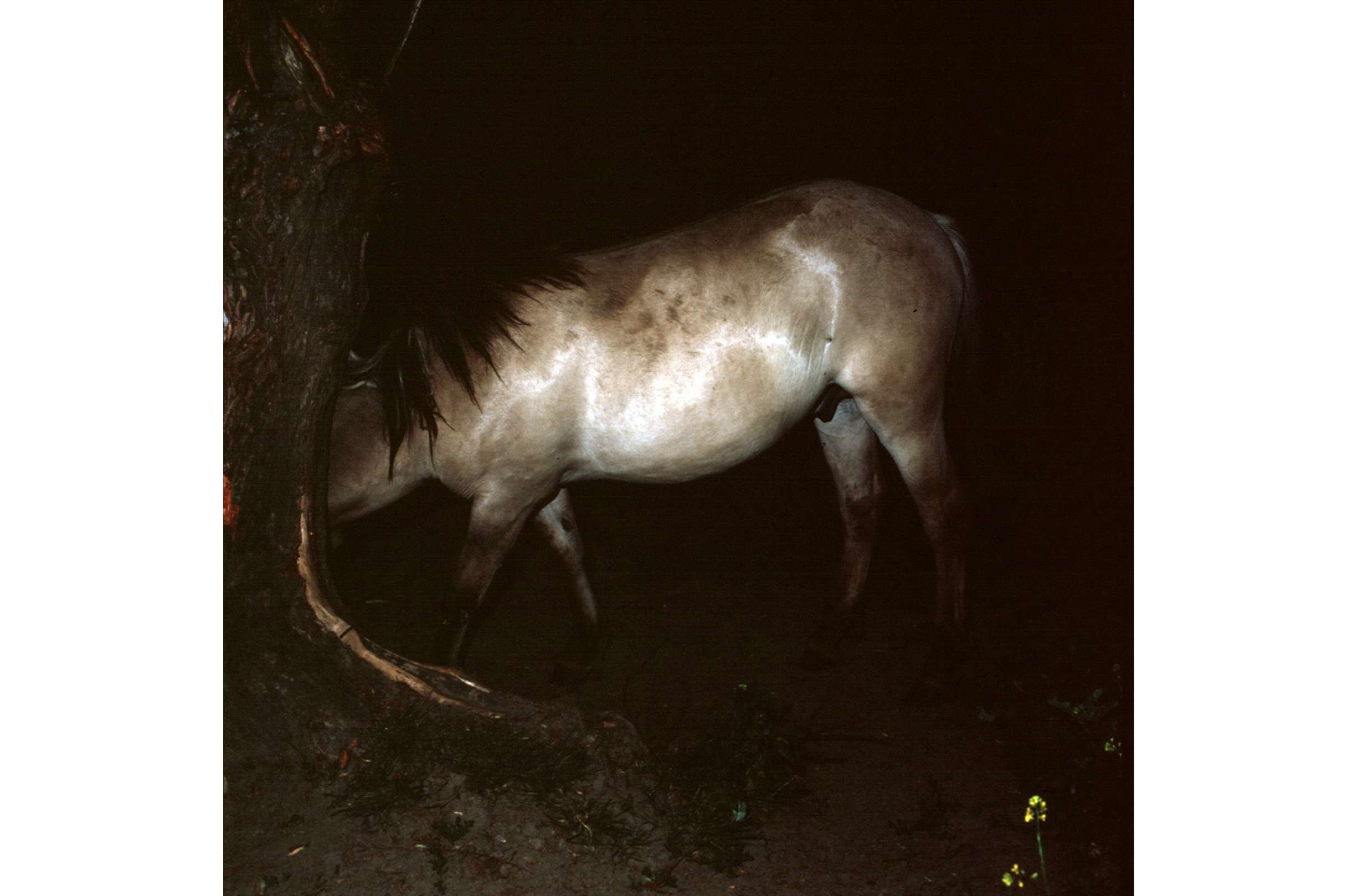 Konik