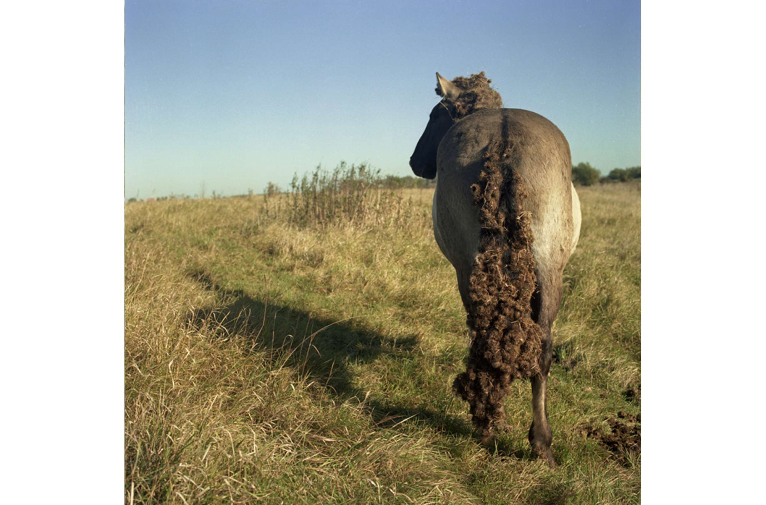 Konik